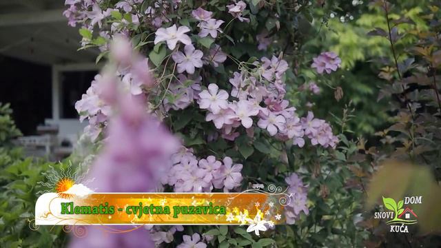 KLEMATIS - RASKOŠNA, CVJETNA PUZAVICA смотреть онлайн