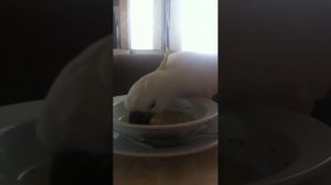 Попугай Какаду Соломон