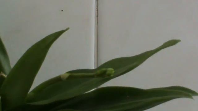 ORQUIDEAS LA LUZ MILAGROSA смотреть онлайн