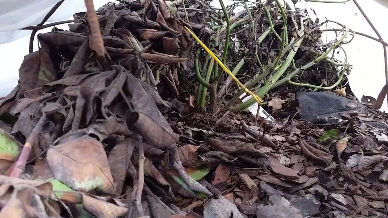 РОЗЫ под укрытиями 02.04.24 смотреть онлайн