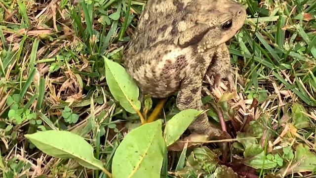 Ах вот ты какая царевна лягушка!!! смотреть онлайн