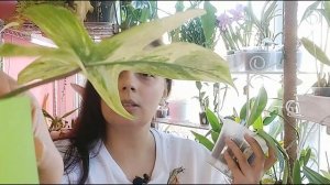 Philodendron squamiferum (Филодендрон сквамиферум)
