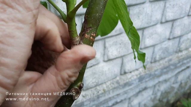 Про сроки окулировки грецкого ореха смотреть онлайн