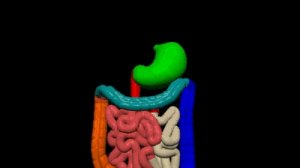 Human 3D, Пища, 09_Пищеварительные органы