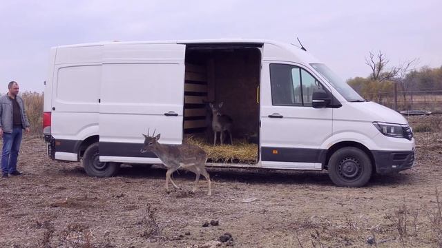 На остров Ермаков переселили трех оленей и трех ланей смотреть онлайн