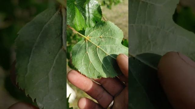 Как и где пчёлы берут падь и собирают падевый мёд. смотреть онлайн