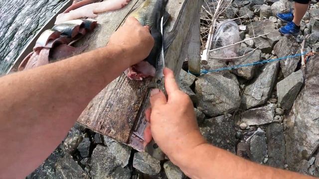 Я ловлю скумбрию а потом делаю филе. Филетиране на скумрия . Mackerel filleting.Норвегия 2021. смотреть онлайн