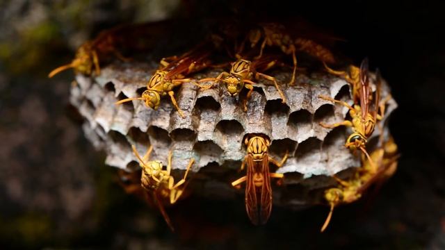 Насекомые Осы в макросъемке смотреть онлайн