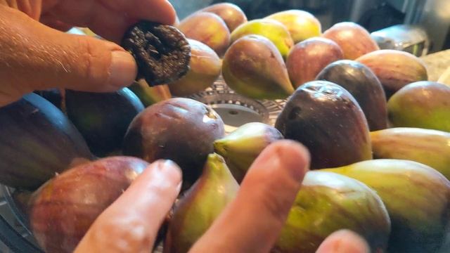 Сушим инжир. Разница в размерах свежего и сушёного. смотреть онлайн