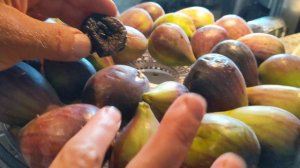 Сушим инжир. Разница в размерах свежего и сушёного.