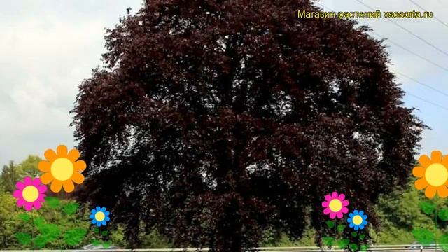 Бук лесной Сват Магрет. Краткий обзор, описание характеристик fagus sylvatica Swat Magret смотреть онлайн