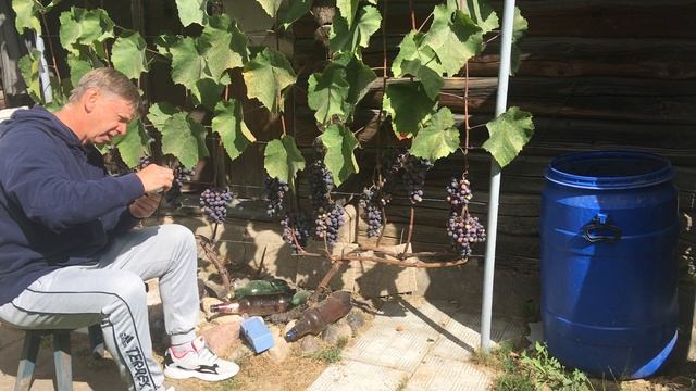 СОЗРЕВАНИЕ ВИНОГРАДА СОРТА =АГАТ ДОНСКОЙ= НА 31.08.2022 г. смотреть онлайн