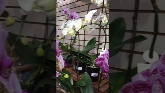 Heavenly Phalaenopsis Shopping