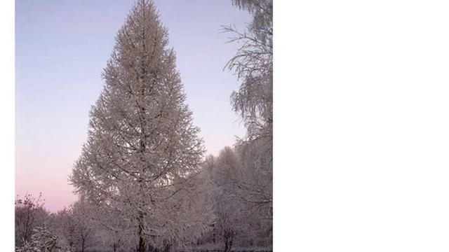 Лиственница сибирская ( larix sibirica)