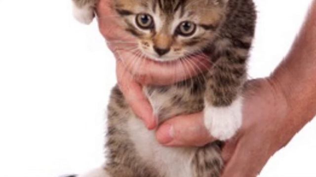 Как приучить котенка к лотку???❤️ПОЛЕЗНЫЕ СОВЕТЫ?? смотреть онлайн