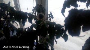 Томат Клюква в сахаре на 8 марта. Пепино на подоконнике.
