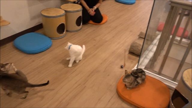 3 Unique Cafes in Bangkok | Unicorn Cafe, Cat Cafe, Hello Kitty смотреть онлайн