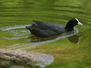 Релакс 3 Парк Александрийский в Петергофе