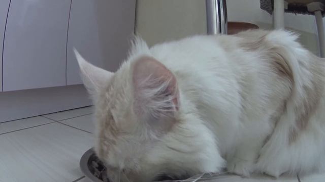 Утро на скотном дворе смотреть онлайн