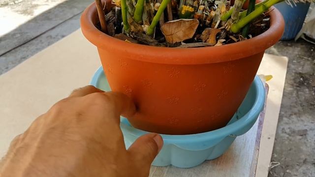 Орхидея дендробиум нобиле пышное цветение смотреть онлайн