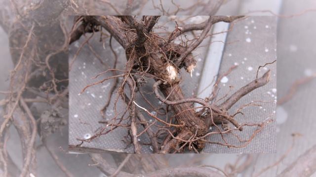 Бактериальный рак винограда часть 1. Борьба с болезнями. смотреть онлайн