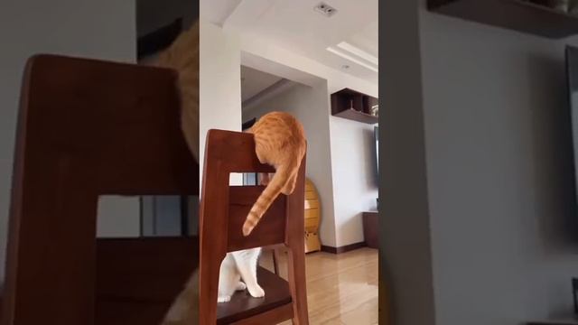 Лучшая игрушка - это хвост! смотреть онлайн