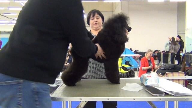 127 LENHOLL OTOORI. Моно пуделей Екатеринбург 22,01,23, смотреть онлайн