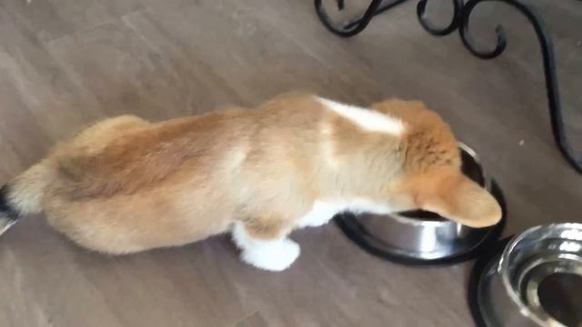 ВЕЛЬШ КОРГИ ПЕМБРОК - первые дни | PEMBROKE WELSH CORGI