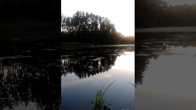 Природа, белый лебедь, ставок