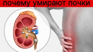 Почему умирает почка или что такое эмоциональная травма.Взгляд остеопата #остеопатия #массаж #москва