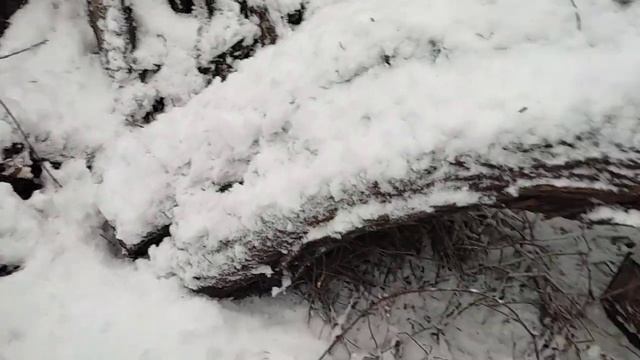 Проверка капканов на норку и бобра. Ставлю петли на лис. Есть результат. смотреть онлайн