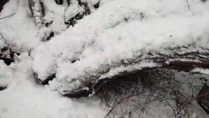 Проверка капканов на норку и бобра. Ставлю петли на лис. Есть результат.