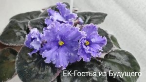 ЕК-Оленька,ЕК-Гостья из Будущего, ЕК-Голубая Кровь.