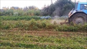 МТЗ-80 рубит картофельную ботву.