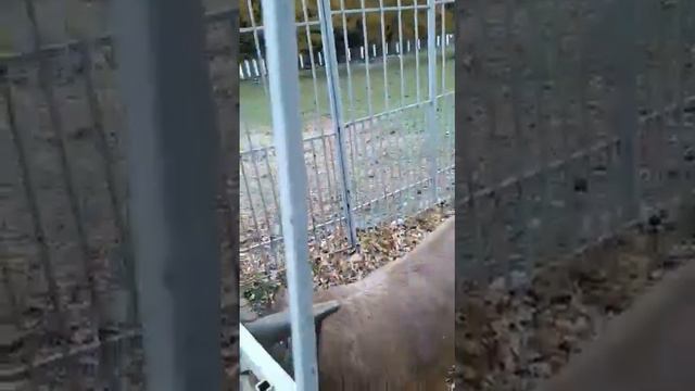 Доммай(Зубр).  ФГБУ "Тебердинский национальный парк"  КЧР, г. Теберда #зубр #заповедник #кчр