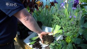 Iris care with Todd's Botanics | Virtual Chelsea Flower Show | RHS