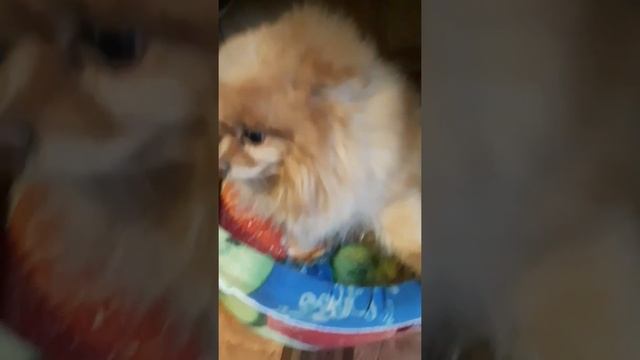 Откуда взялась Алиса смотреть онлайн