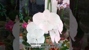 Очаровательный кристальный водопад?Полный роспуск? #орхидеи #фаленопсис #цветы #растения #shorts