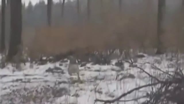 Привидения и призраки, существуют ли они? Вот вам доказательства!