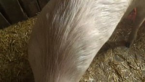 Первый опорос у свиноматки от начала и до конца.Аппетит у поросят. Мой первый опыт.