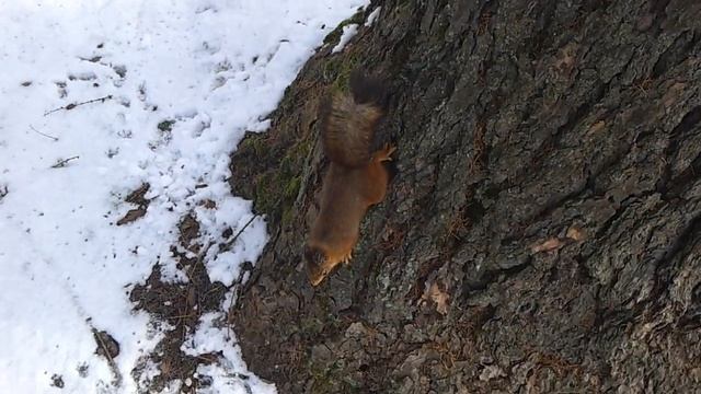 Белка смотреть онлайн