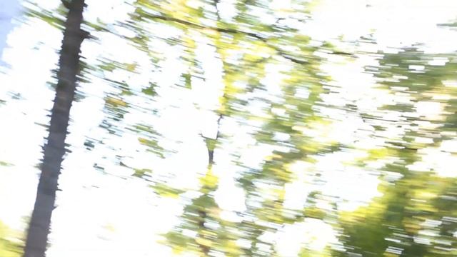 Войлочная липа I Tilia tomentosa смотреть онлайн