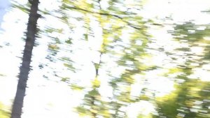 Войлочная липа I Tilia tomentosa