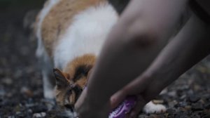 Одиночный поход под проливным дождем, лежа на кровати в уютной палатке и отдыхая.