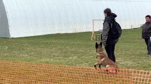 ФАНДОГС ОКД сдача испытаний с ОЦЕНКОЙ судьи (С. Девальд) малинуа Рейден в Созвездии Лун