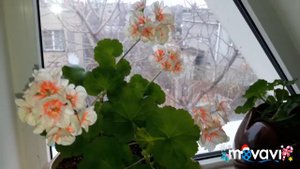 Пеларгония PAC Salmon Queen