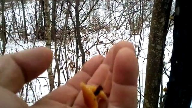 Фламмулина бархатистоножковая смотреть онлайн