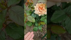 роза Мокароса. О сочетании