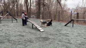 Площадка для собак в городе Ижевске