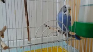 Сколько живёт волнистый попугай.